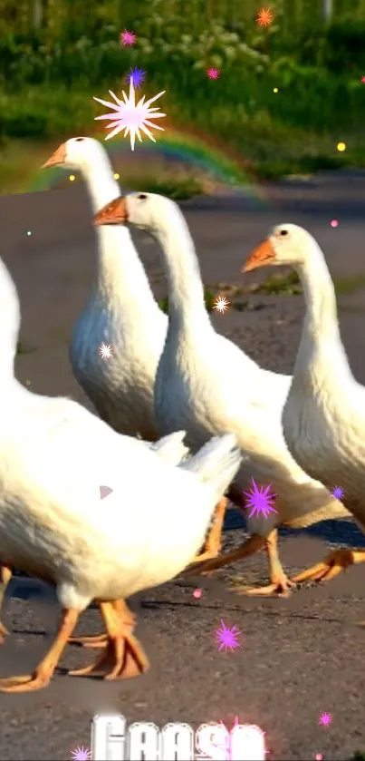 White geese walking with sparkles on a sunny path.