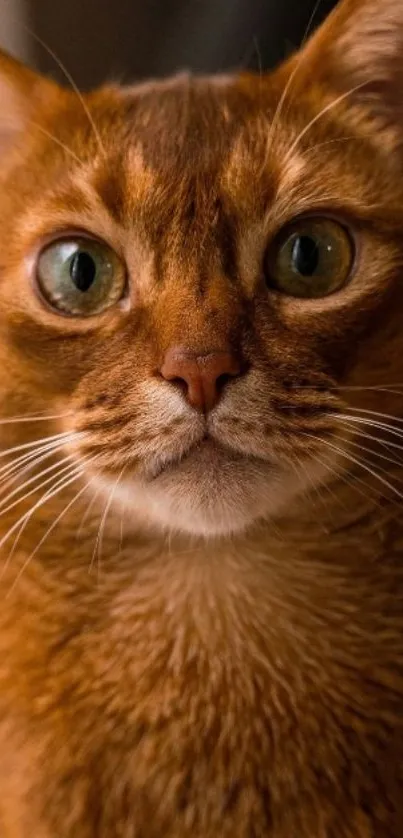 Ginger cat close-up mobile wallpaper with soft fur and curious eyes.