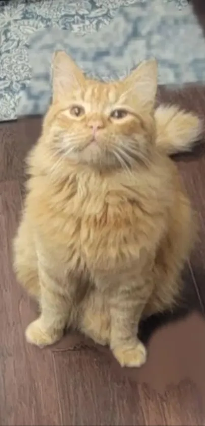 Adorable ginger cat sitting on wooden floor, adding warmth to your phone screen.