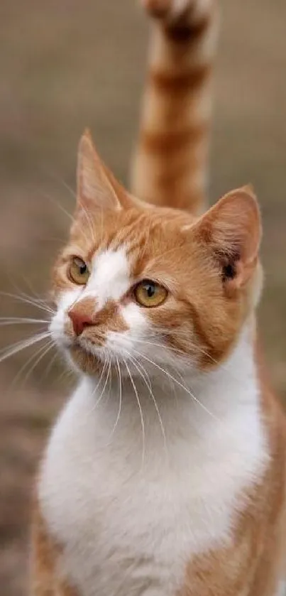 Ginger and white cat standing outdoors in grass.