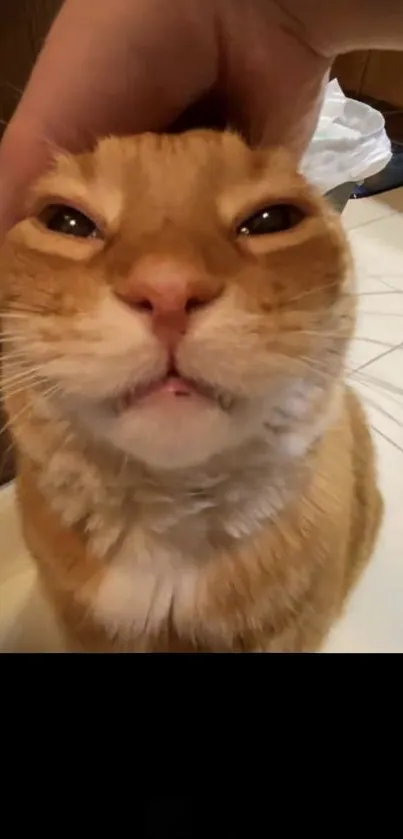 Adorable ginger cat enjoying head scratch in warm setting.