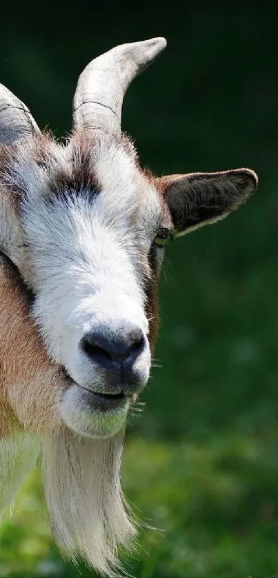 Close-up of a goat standing on a green grassy field.