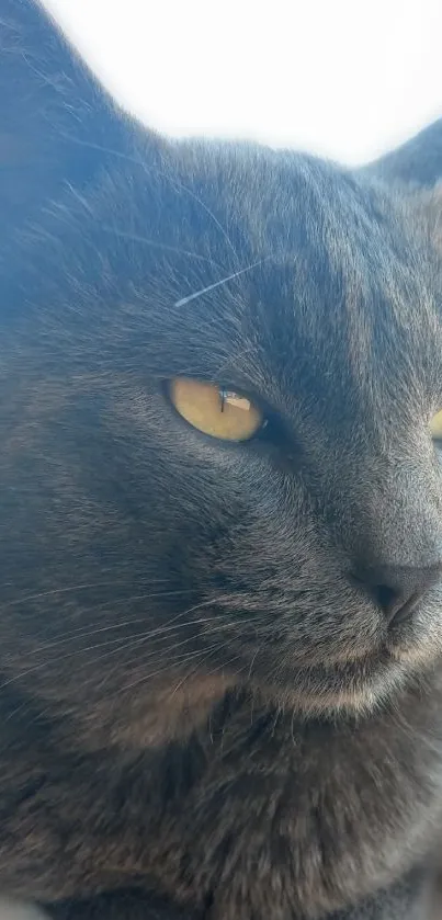 Gray cat with yellow eyes on a soft-focused background.