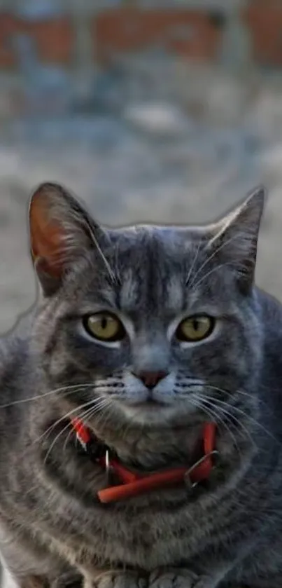 Gray cat with red collar looking curious.