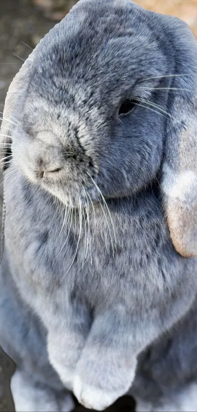 Charming grey bunny with soft fur in mobile wallpaper.