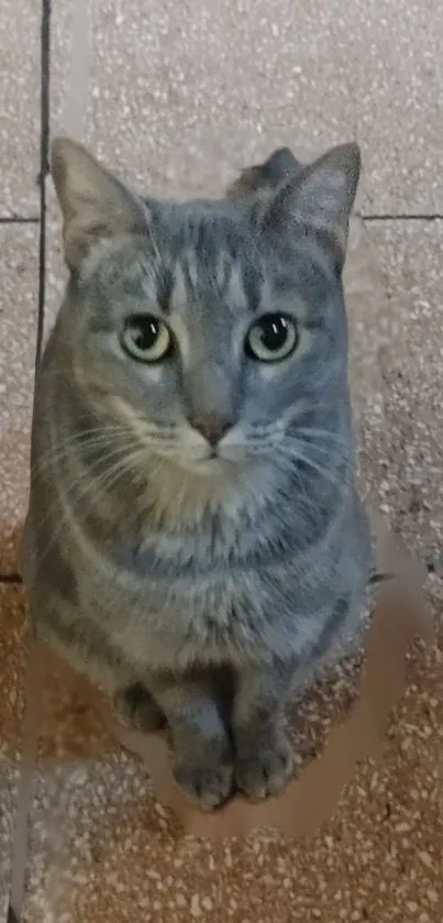 Grey cat with green eyes on a textured floor.