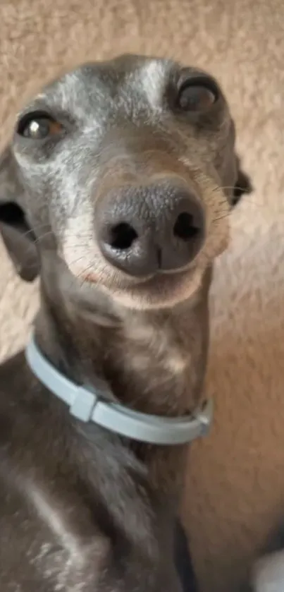 Charming greyhound dog with light blue collar.