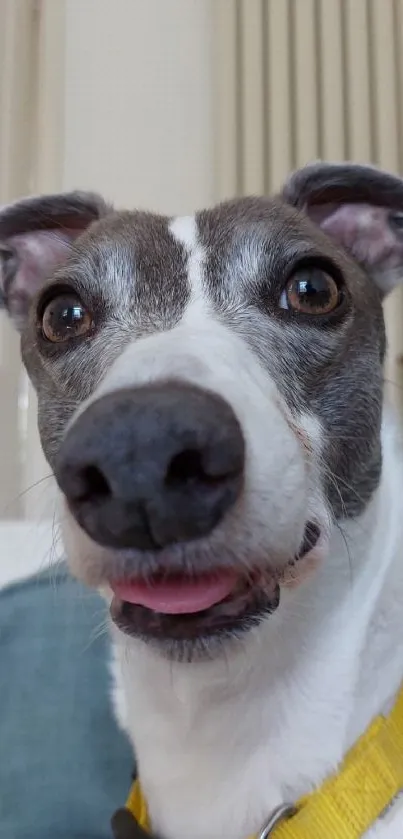 Greyhound dog with yellow collar at home, sitting on a couch.