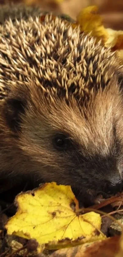 Hedgehog nestled among autumn leaves.