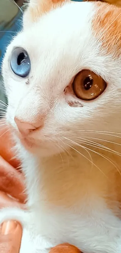 Close-up of cat with heterochromatic eyes: one brown, one blue.