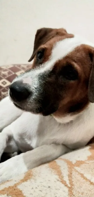 Adorable Jack Russell Terrier on a cozy pillow.