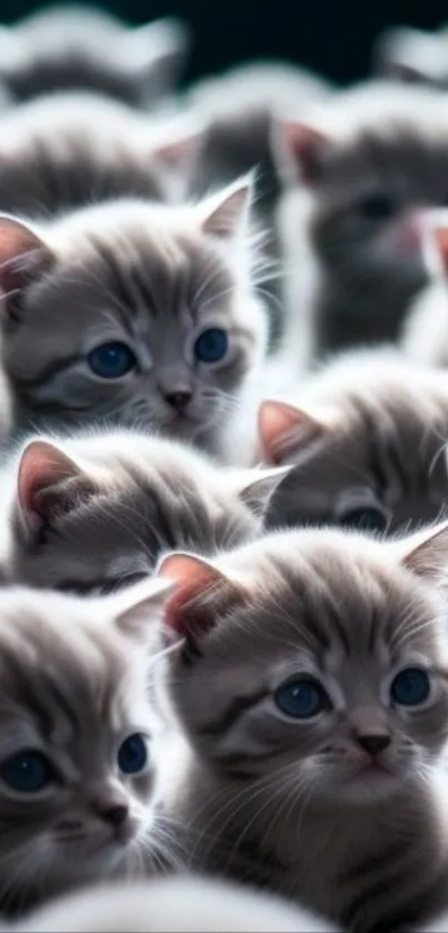 Charming group of adorable kittens with gray fur and bright eyes.