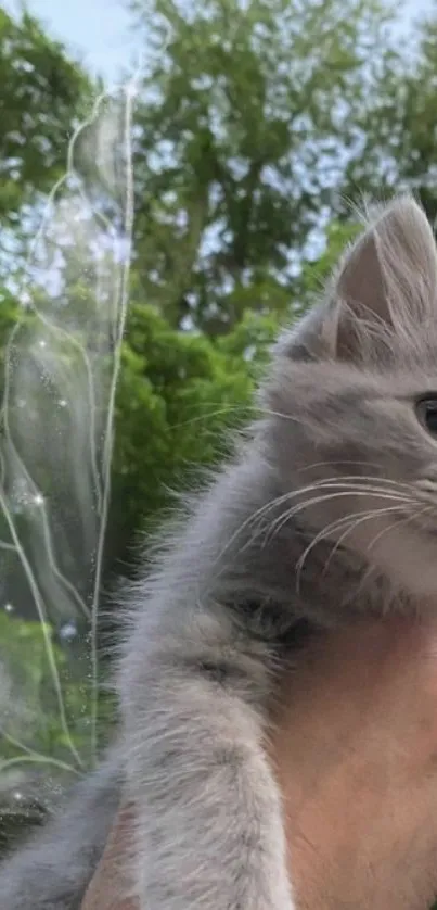 Cute gray kitten with fairy wings and green background.