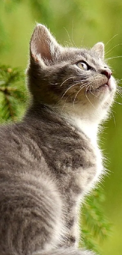 Adorable kitten gazing in lush green background.