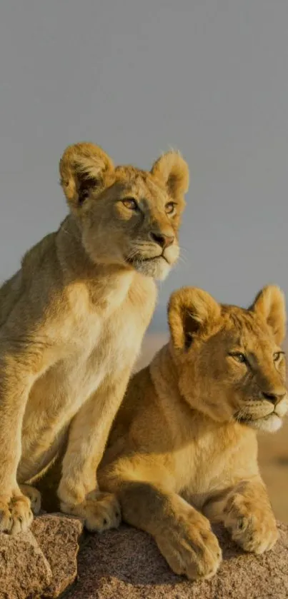 Two adorable lion cubs sitting on rocks with a savanna backdrop.