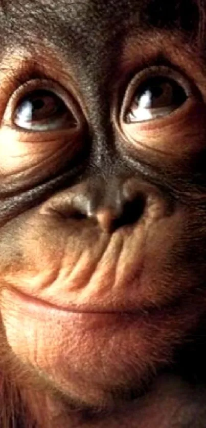 Charming orangutan face close-up mobile wallpaper.