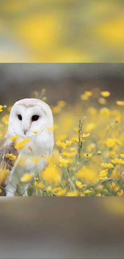 Mobile wallpaper of a barn owl amidst yellow wildflowers.