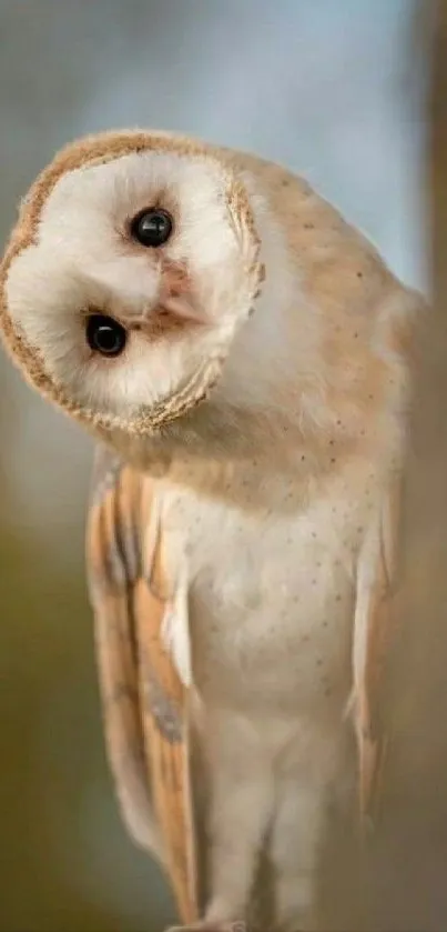 Charming owl tilting head on tree, perfect for phone background.