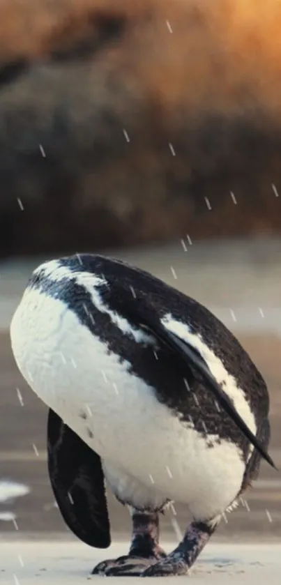 Adorable penguin on sandy beach with natural hues.