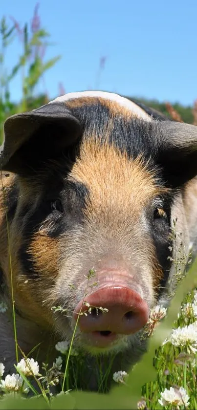 Close-up of a pig in a colorful meadow with flowers.