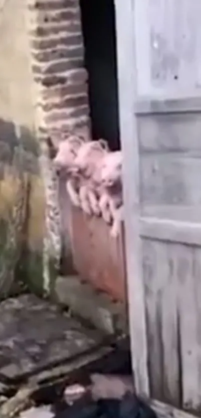 Piglets peeking through a rustic doorway, bringing farm charm to your screen.