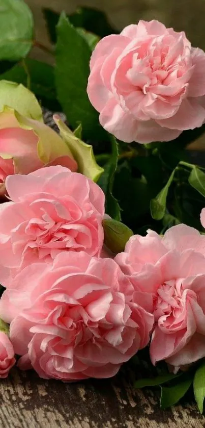 Charming pink roses with green leaves on a wooden surface.