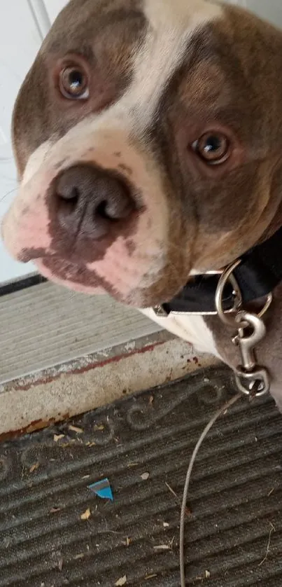 Charming pitbull dog standing on a doormat by the door.