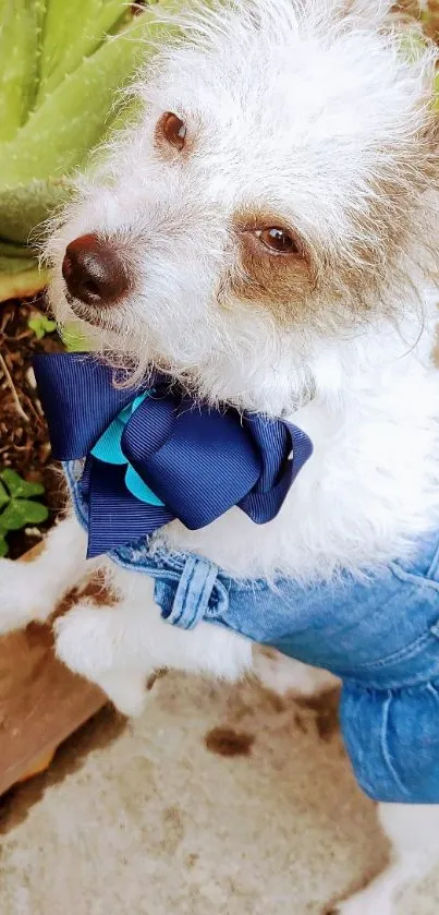 Adorable dog in denim with blue bow tie.