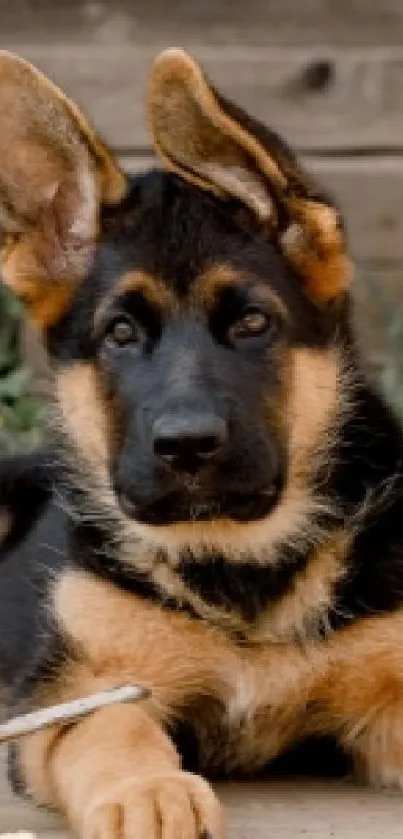 German Shepherd puppy lying on garden patio.