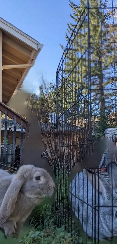 Rabbits enjoying a sunny backyard in a nature-themed wallpaper.