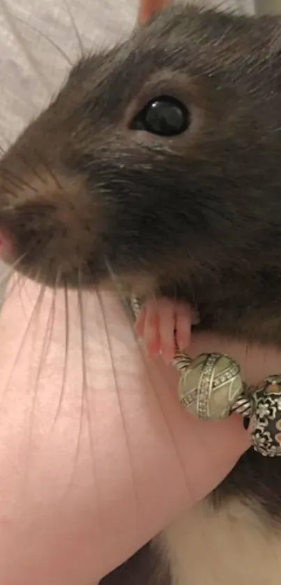 Close-up image of a brown rat held in a hand.