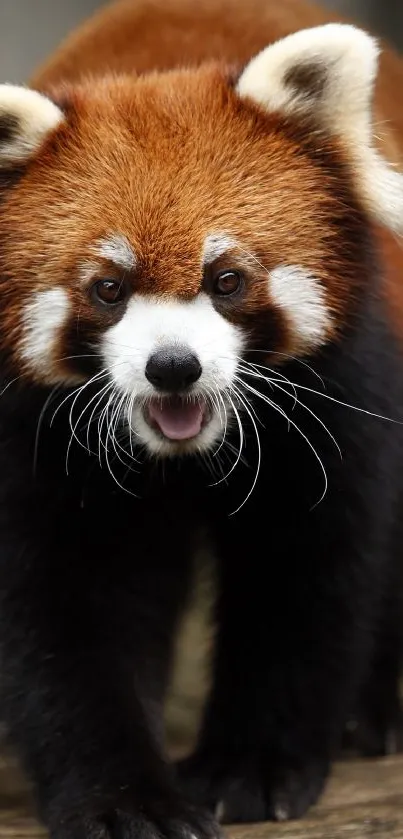 A cute red panda walking towards the camera, showing its vibrant fur.