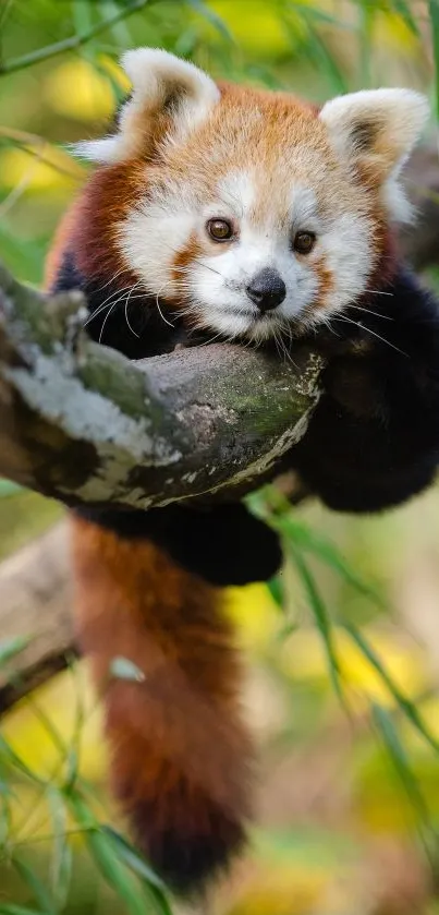 Cute red panda on branch with green bamboo.