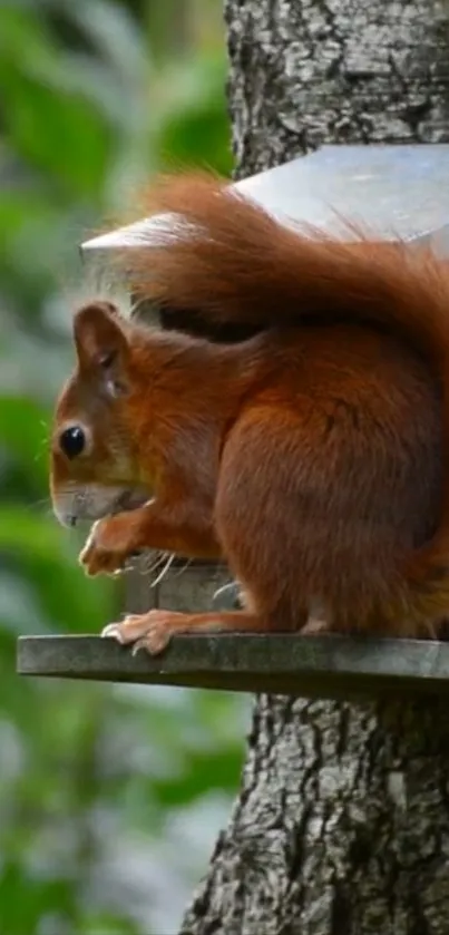 Charming red squirrel on tree with lush greenery background.