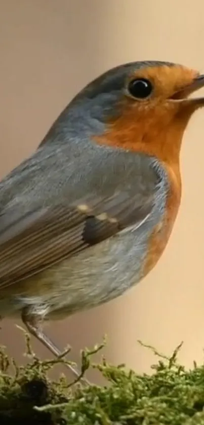 Charming robin perched on a mossy branch with vivid orange and blue hues.