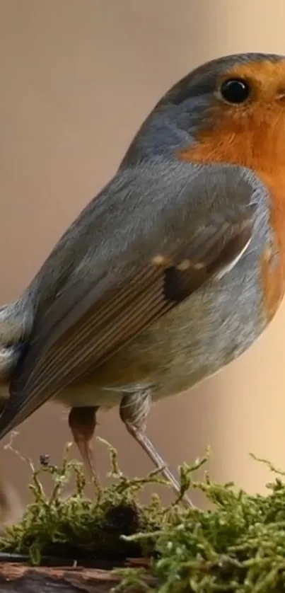 Robin with orange breast in nature setting.