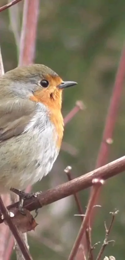 A robin sits perched on branches against a blurred green background.