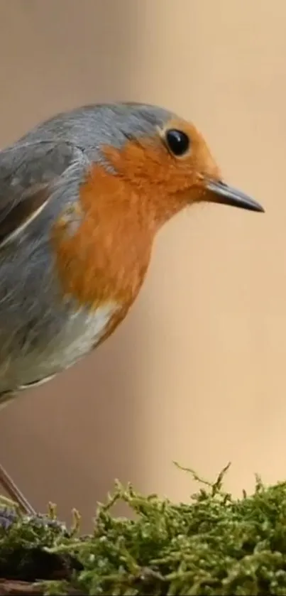 Robin perched on green moss with a soft, blurred background.