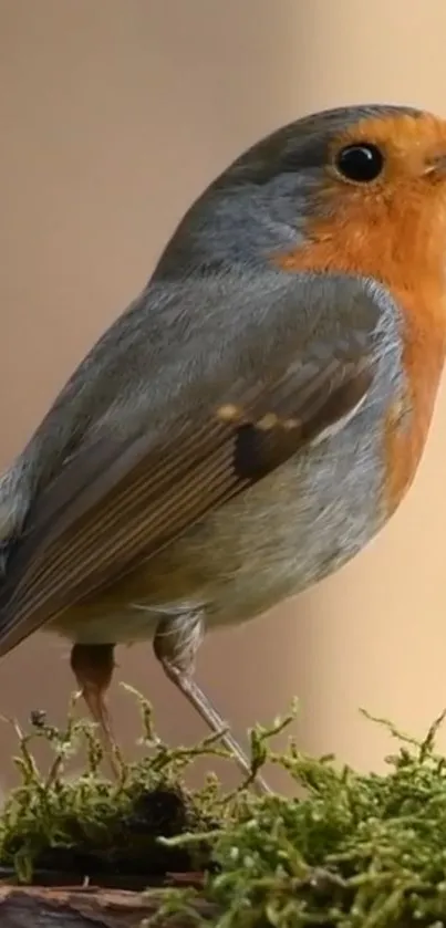 Close-up of a robin bird on a mossy perch.