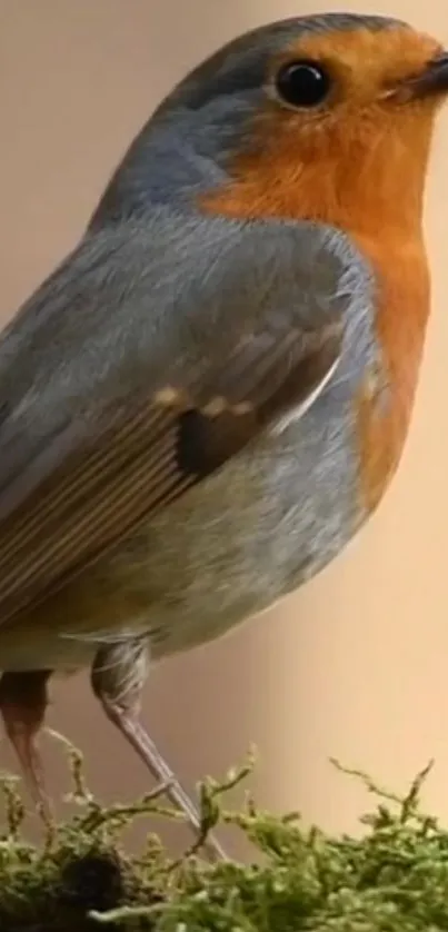 A vibrant robin bird perched on lush green moss.