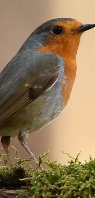 Robin bird perched on moss with beige background.