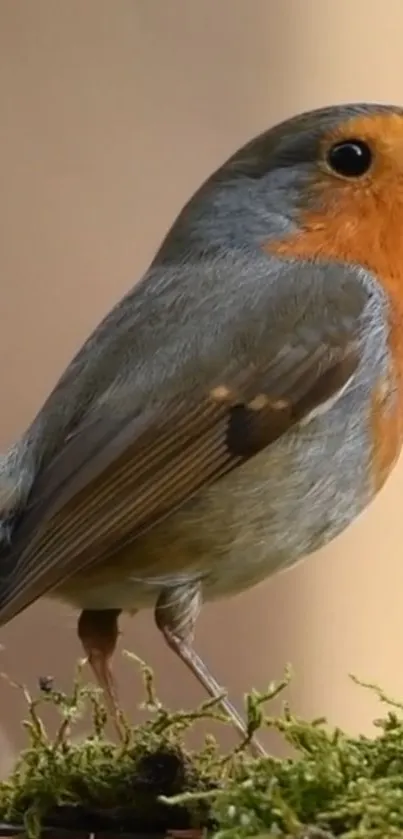 Robin perched on lush moss in a natural setting.