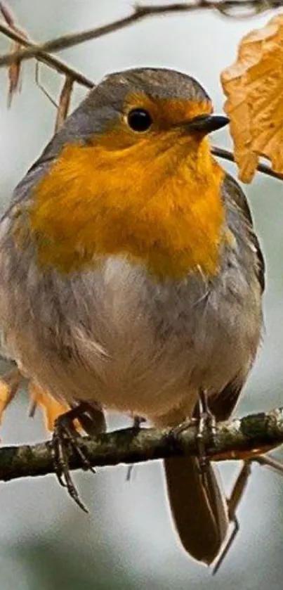 Charming robin perched on an autumn branch, showcasing vibrant orange plumage.