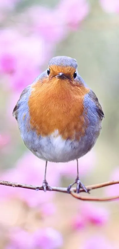 Robin perched on a pink blossom branch with a soft-focus background.