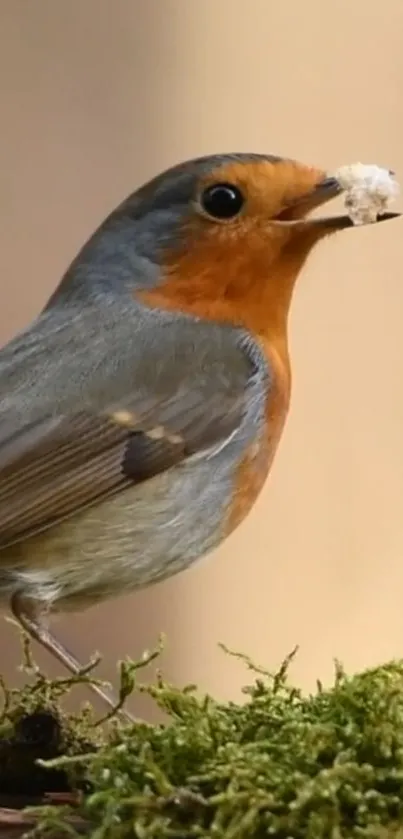 Robin bird perched on mossy surface with soft background.