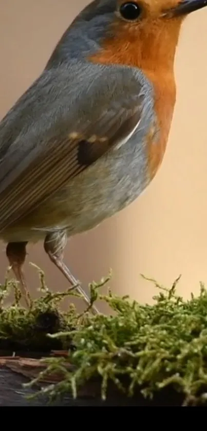 Robin perched on mossy branch against light beige background.