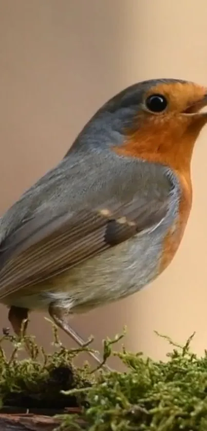 A robin perched on a mossy branch, holding a crumb.