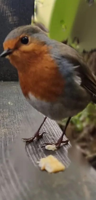 Robin on a rustic wooden bench with nature surroundings.