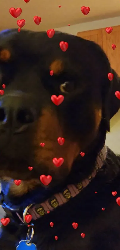 Rottweiler sitting in a cozy living room with warm lighting.