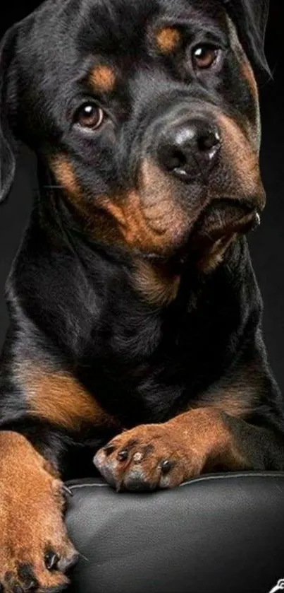 Charming Rottweiler puppy posing for a cute mobile wallpaper.